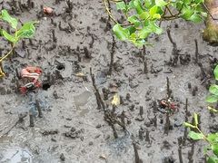 -北海金海湾红树林生态旅游区