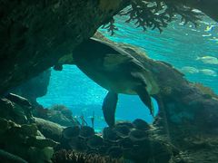 -瑞普利水族馆