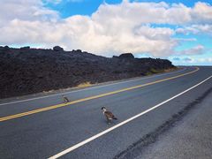 -夏威夷火山国家公园