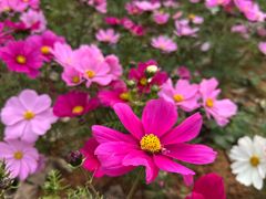 -天适樱花悠乐园