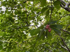 -证大大拇指广场(芳甸路店)