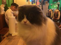 -李小姐の猫咖啡馆(五角场店)