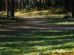 -上海共青森林公园