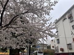 -川沙古镇-停车场