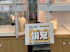 -翊宠yipet猫狗购宠庄园犬舍•猫舍