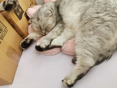 -喵的天空名猫咖啡馆·撸猫·猫舍·用品