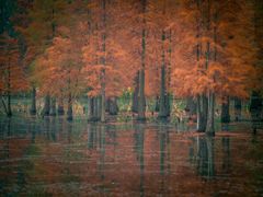 -白鹭湾湿地公园