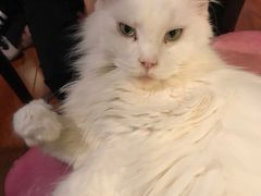 -猫小院猫主题咖啡厅(北锣店)