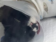 -中农国际动物医院24小时·猫科·骨科·急重症中心