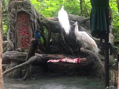 -野象谷景区