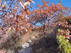 -北京西山国家森林公园