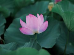 -荷塘月色湿地公园·向阳花洲