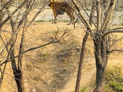 -石家庄市动物园