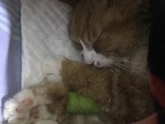 -瑞鹏宠物医院·爱宠堂·骨外专科(西荷分院)