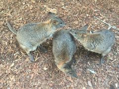 -费瑟代尔野生动物园