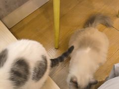 -猫咪派对(江南西店)