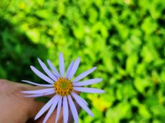 -上海多利农业发展有限公司