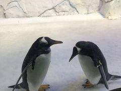 -芜湖新华联大白鲸海洋公园