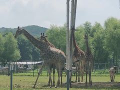 -哈尔滨北方森林动物园