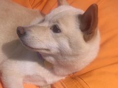 -南京Hallo宠物乐园·哈罗犬舍·柴犬繁育基地