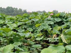 -三圣花乡旅游区