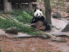 -都江堰中华大熊猫苑