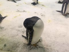 -大连圣亚海洋世界