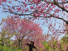 -南汇桃花村