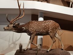 -陕西自然博物馆