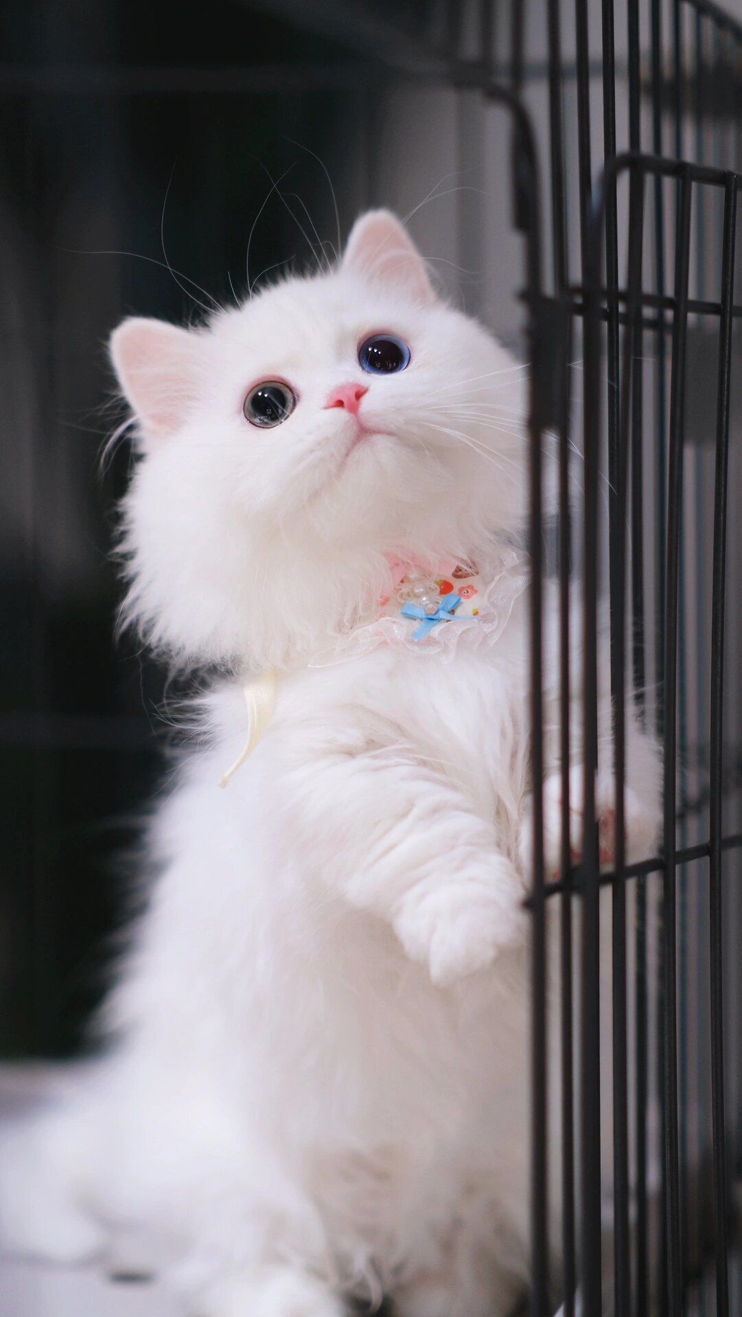 异瞳纯白拿破仑矮脚猫,真仙女本喵