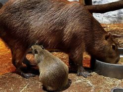 -Zoolung Zoolung动物主题公园(海信广场店)