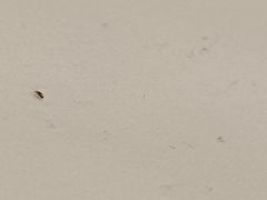 -晨枫酒店(苏州观前步行街店)