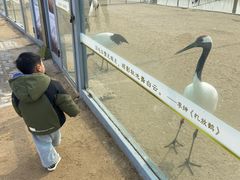 -盐城丹顶鹤湿地生态旅游区
