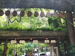 -西双版纳原始森林公园