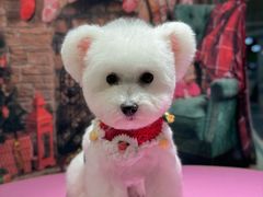 -FAELING PETS美天灵宠物(合生汇店)