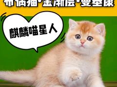 -十年猫舍·猫咪专门店(普陀店)