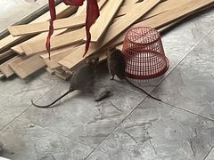 -荣和·中央公园