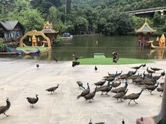 -西双版纳原始森林公园
