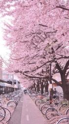 -DNA Wedding 婚礼记(上海店)