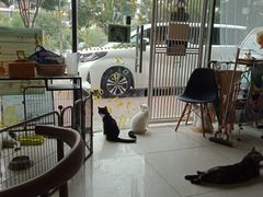 -平行世界·猫咖(首经贸店)