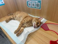 -瑞派长江宠物医院·猫科·外科·24小时夜护(谊城公寓分院)