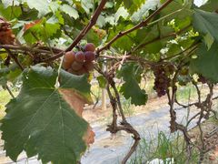 -麦园农庄·西江河鲜