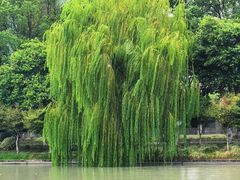 -东湖景区
