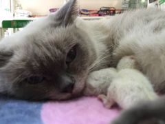 -瑞鹏宠物医院·骨科·猫科·内科(第一中心)
