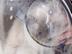 -瑞派康怡24h宠物医院·犬猫医疗中心·微创绝育(瑞景分院)
