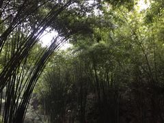 -芦沟竹海