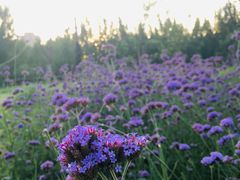 -汉长安城未央宫国家考古遗址公园