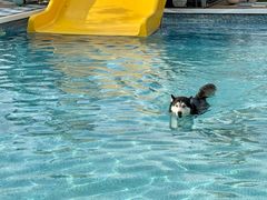 -爪吧宠物乐园 (温榆河示范区店)