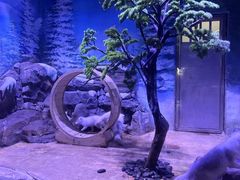 -上海海昌海洋公园