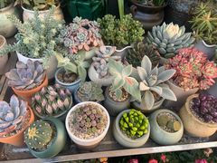 -证大大拇指广场(芳甸路店)